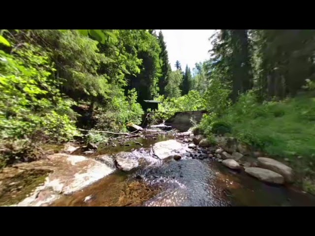 Stream in the forest VR