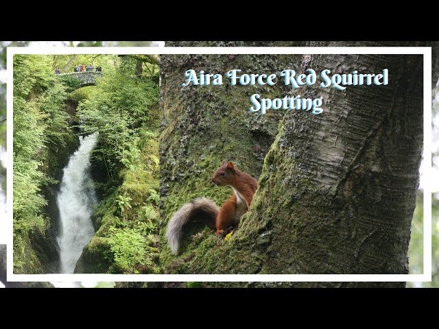 RED SQUIRRELS AT THE LAKE DISTRICT! We Spotted A RARE Red Squirrel | Where To See Red Squirrels UK