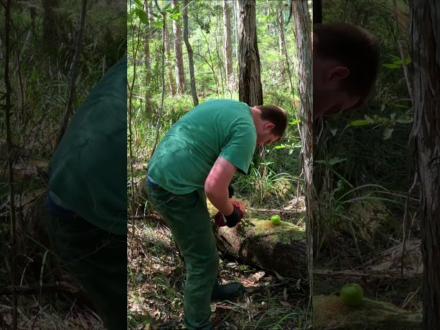 Yowie Australia's Bigfoot Caught On Trail Camera! #bigfoot #yowie #scary