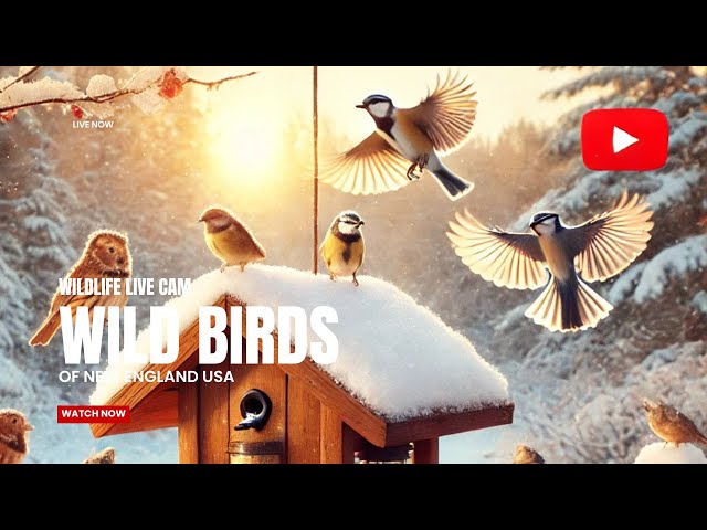 Wild Birds: A Live Nature Cam Experience - New England