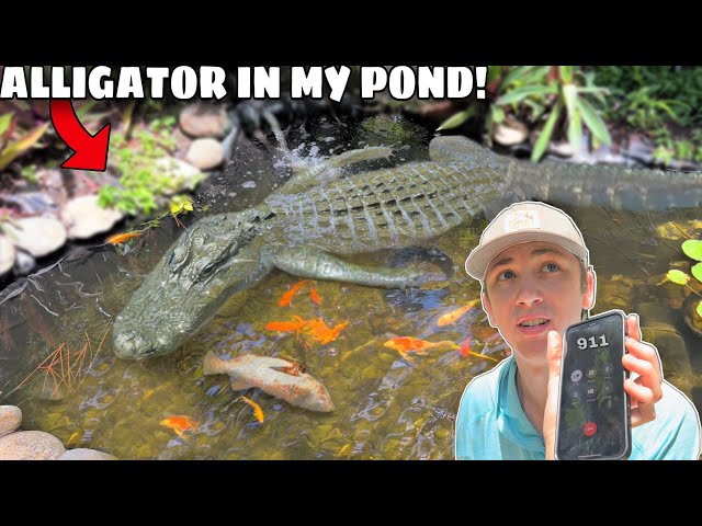 ALLIGATOR Invaded My POND & ATE My FISH!