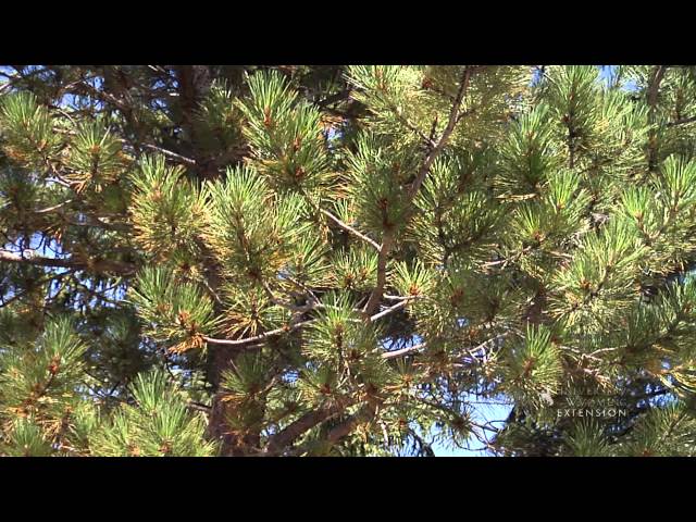 Fall Needle Drop | From the Ground Up