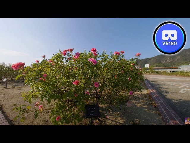 VR180 Trip A holiday in the rose park 8K Video