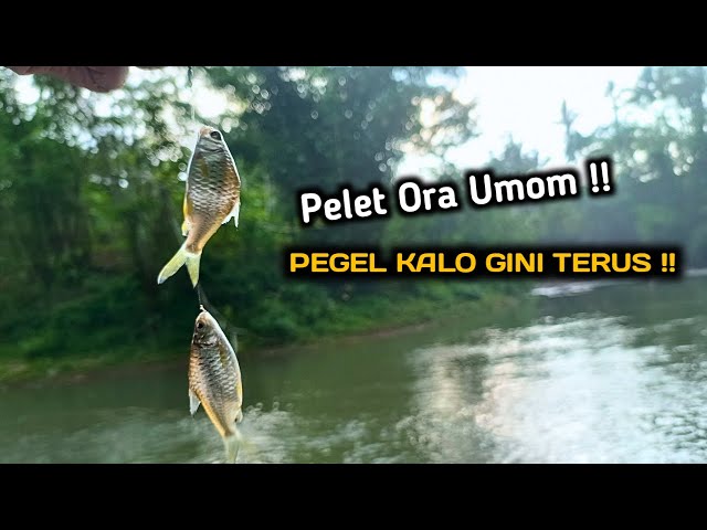 PEGEL KALO GINI TERUS‼️rangkaian dan umpan killer mancing wader kepek