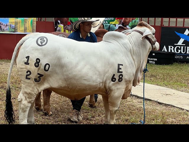 This is a Livestock Exhibition at fairs