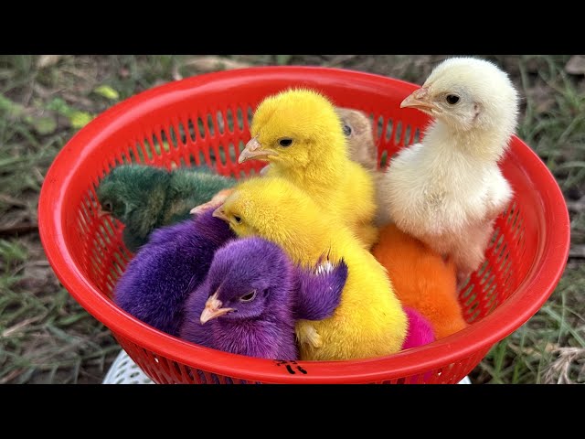 Catch millions of cute chickens, colorful chickens, rainbow chickens, rabbits, ducks, cute animals