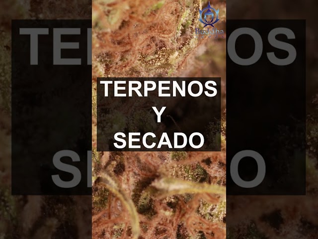 TERPENOS, SECADO Y CURADO. Un proceso lento es mejor para los cogollos de CANNABIS