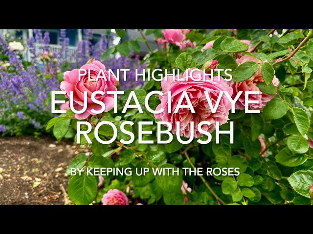 Eustacia Vye Rosebush by David Austin