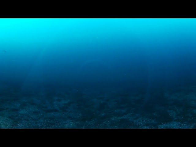 360° video from a deep-sea dropcam