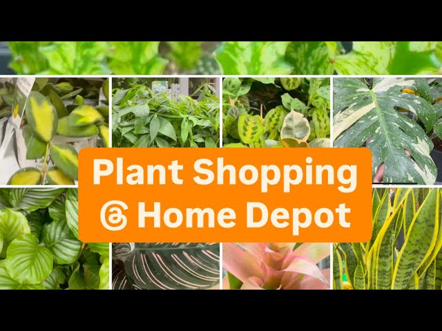 Plant Shopping at Home Depot | Monstera, Succulents, Orchids & More!