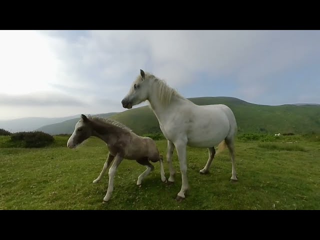 VR180 3D LONG MYND HORSES / PONIES JUNE 2024