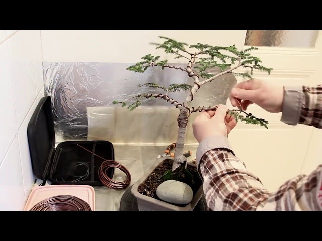 How to make a Bonsai