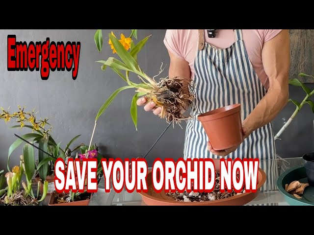 Diagnose orchid problems like a professional