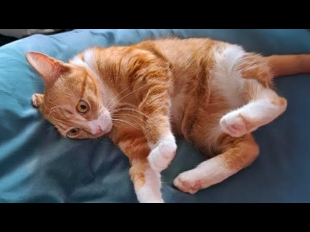 Orange Cat Energy 😹 Funny Cats Videos