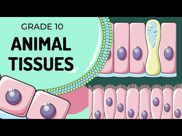 Animal Tissues