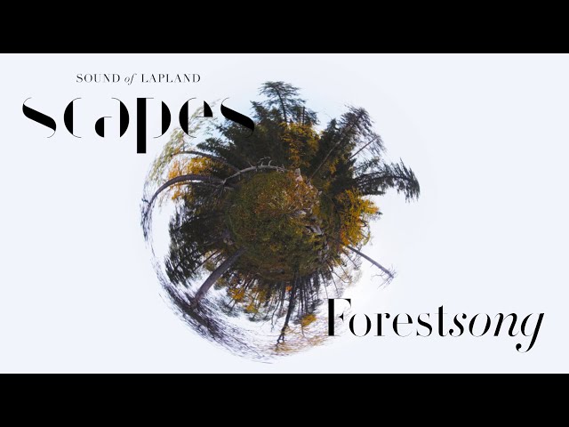 SCAPES - Forestsong 360° video