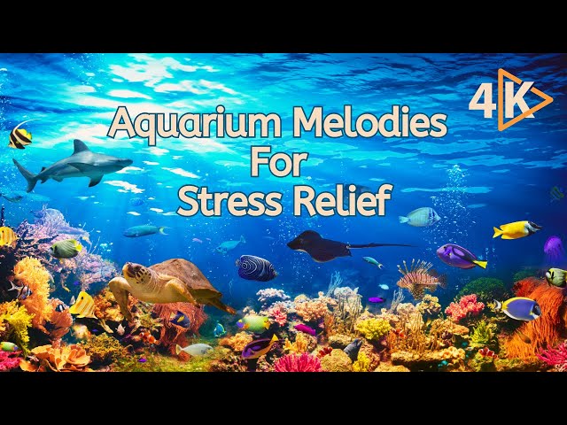 Underwater Wonders | Calming Aquarium Melodies for Stress Relief 🌊✨