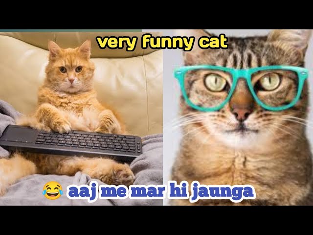 Very fuuny cat😂|funny cat videos try not to laugh | Funny Cat & Dog compilation 2022