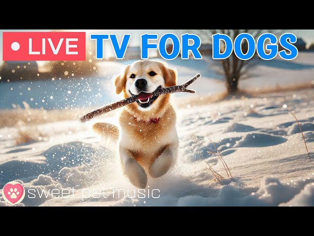 🔴24 Hours of Dog TV for Relaxation｜Separation Anxiety & Stress Relief❤️🐶Effective Calming Dog Music