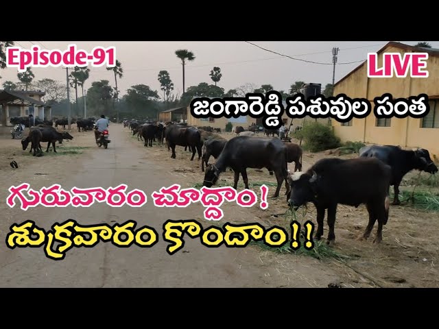 జంగారెడ్డి పశువుల సంత | Jangareddi Buffalo Market | Jangareddi Buffaloes Info @jainkisan