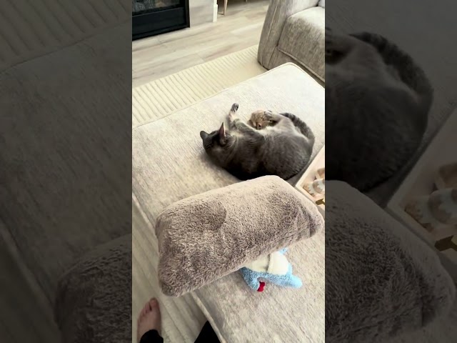 Kitty spazzes out at the end #cat #kitty #cute #viralvideo #waitforend #waitforit