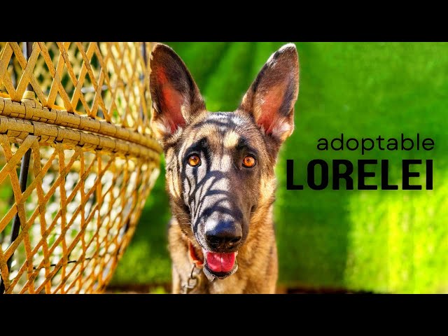 Get to Know Rescue Shepherd Lorelei - A Family Dog