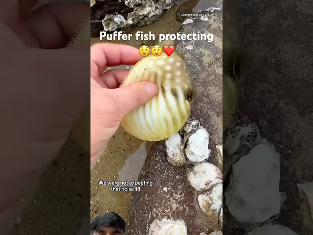 Puffer fish inflating in Hand | #pufferfish #puffer #viralshort