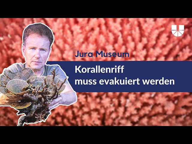 Evakuierung im Jura Museum: Korallenriff in Gefahr