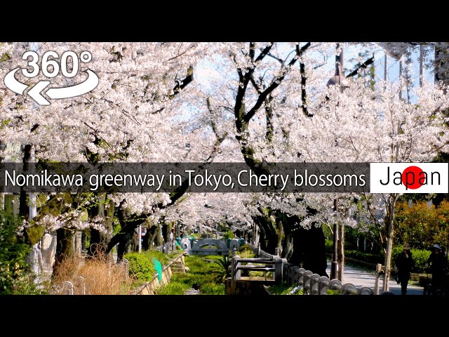 【Japan-360°video】Nomikawa Greenway in Tokyo, Cherry blossoms viewing 桜(Sakura) 【5K VR】