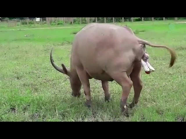 Newborn white water buffalo - ElephantNews