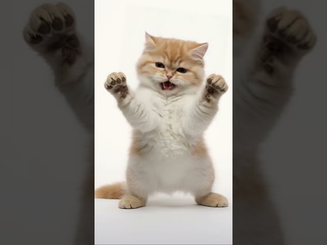 Get Ready to Smile with this Adorable Singing Cat