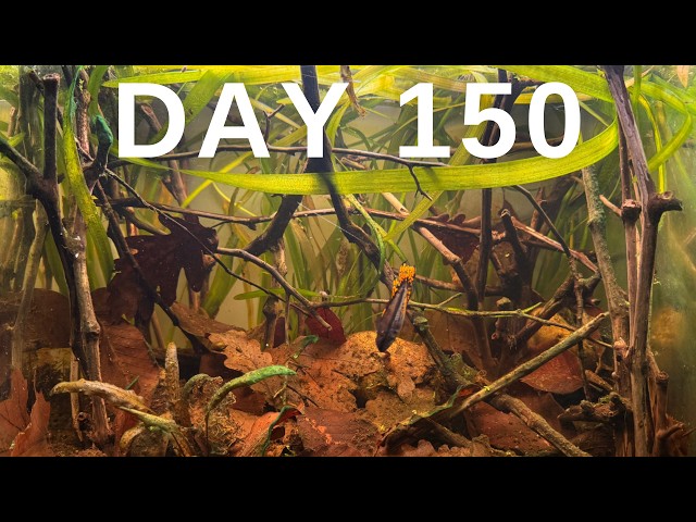 Simulating an Amazon River for 150 Days