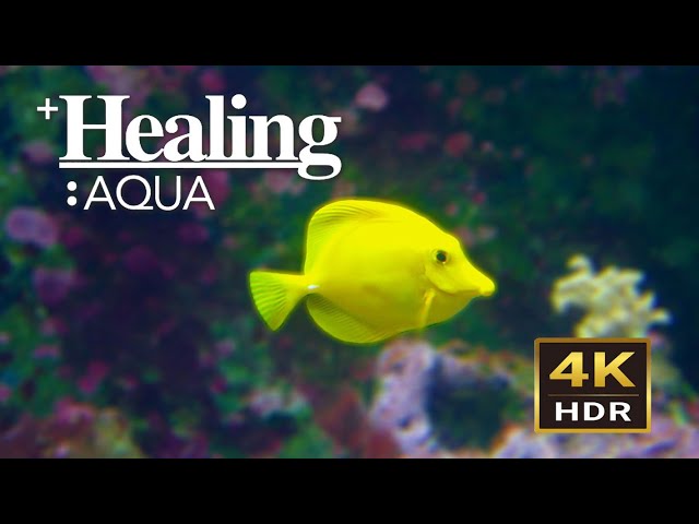 4K HDR Aquarium