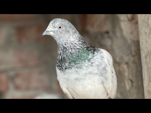 Giribaz Kabootar ka Kariye Shauk || Giribaz Pigeon || High Flying Pigeon ​⁠​⁠@RSPigeonLoft