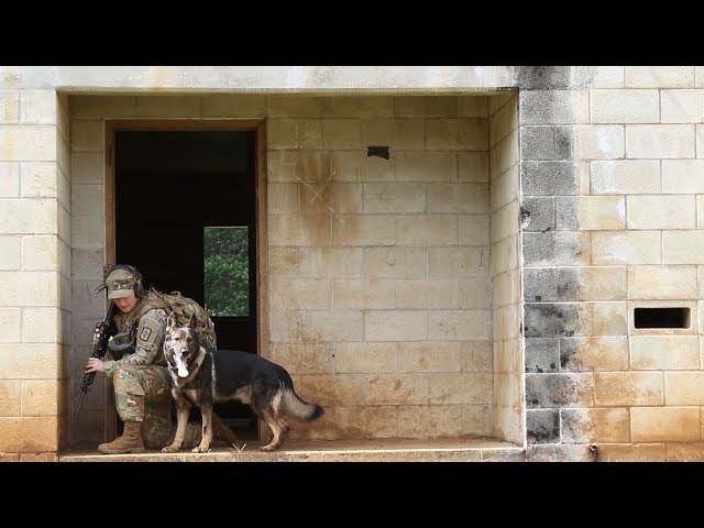 Military Working Dog joint training