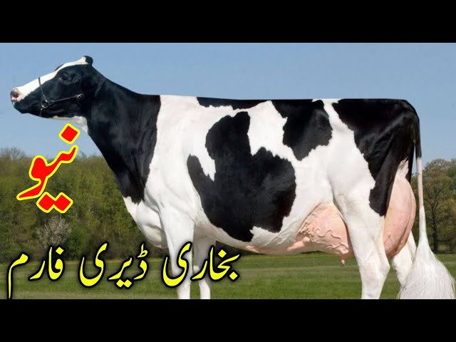 Hf | Australian Cow For Sale Biggest Milkn Cow in pakistan New Bukhari dariy Farm Top Cows for Sale