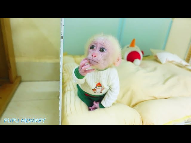 Baby monkey Poki wants to say: I need Pupu!