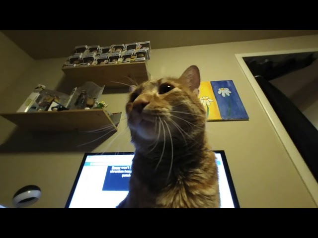 Simon the cat gets a little too close to the VR 180 camera.