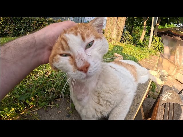 Stray Cat Living on the Street Needs LOVE