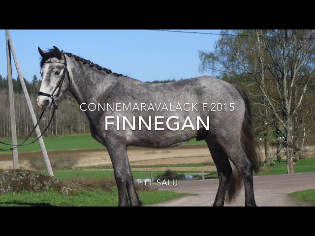 Finnegan TILL SALU