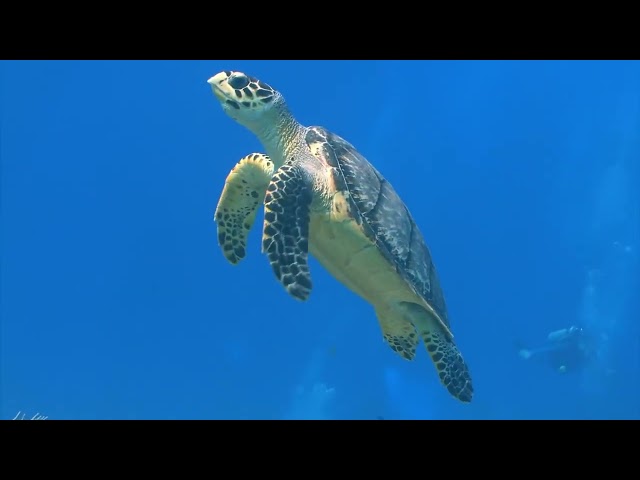 2 Hours of Beautiful Coral Reef Fish, Relaxing Ocean Fish, & Stunning Aquarium Relax Music 1080p HD