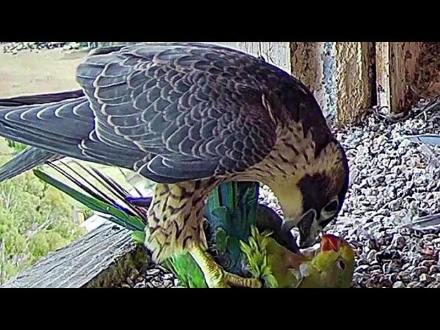 HORRIBLE MOMENTS OF BIRDS EATING BIRDS