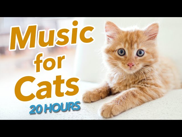 EXTRA LONG Music for Cats - 20 Hours of Cat Lullabies