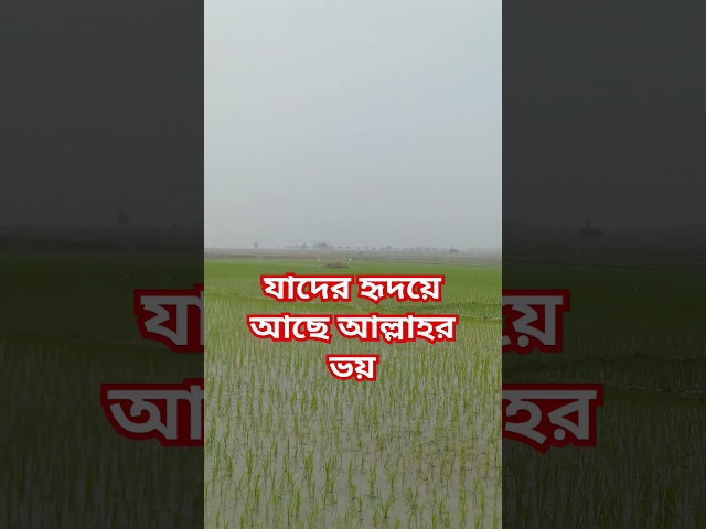 আল্লাহ। মিজানুর_রহমান_আজহারী। #mizanur_rahman_azhari #ইসলামিক #waz #islamicshort #ইসলামিক_ভিডিও