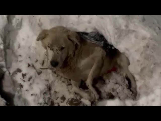 Tears wouldn’t stop—he lay abandoned in a snow hole, freezing, crying out desperately for help!