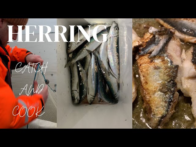 Herring catch and cook with the simplest recipe