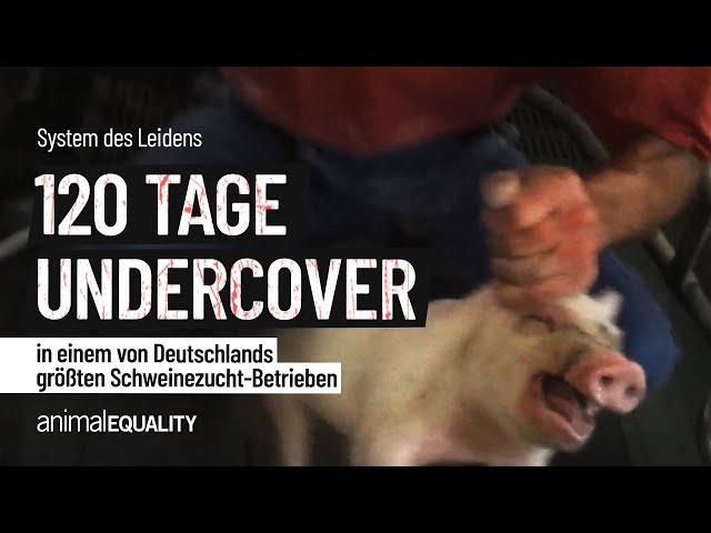 120 Tage undercover in einem von Deutschlands größten Schweinezucht-Betrieben