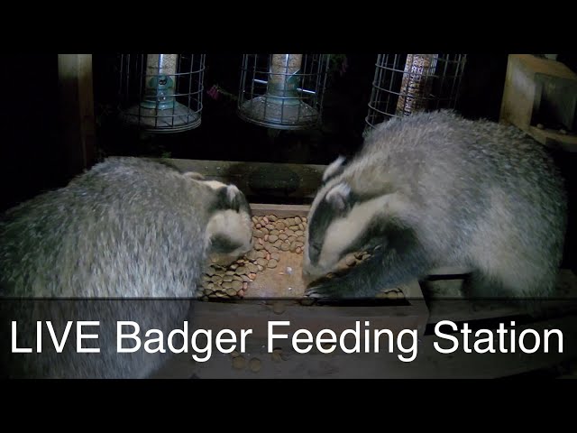 LIVE Badger Feeding Station - Cornwall UK - Badgers & Bird Watching 24/7