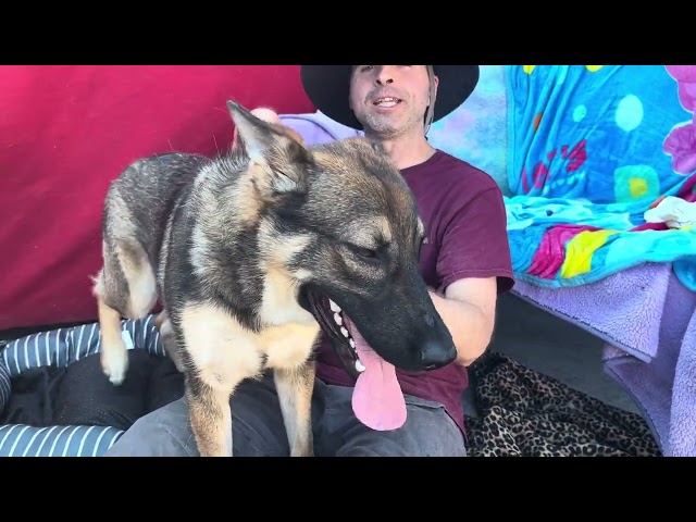 NEW! A5570628 Oslo   | German Shepherd Puppy