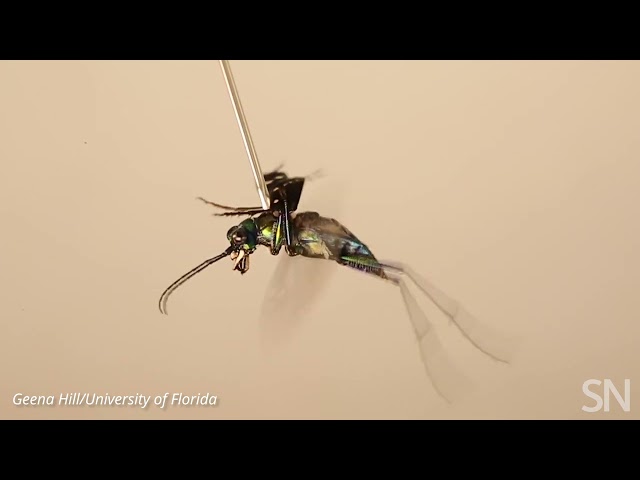 Watch a tiger beetle mimic sounds from a toxic moth | Science News